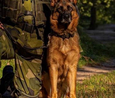 Hund och soldat