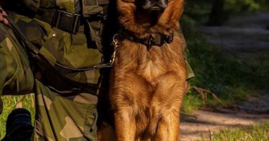 Hund och soldat