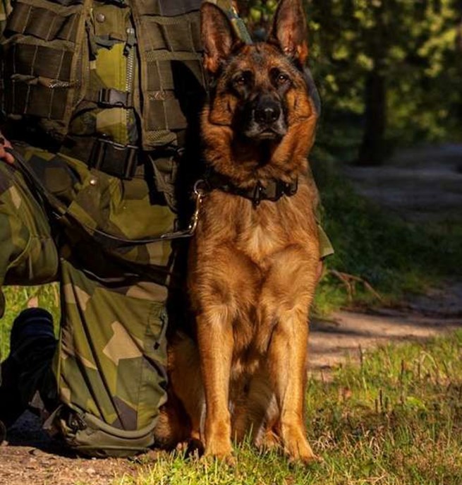 Hund och soldat