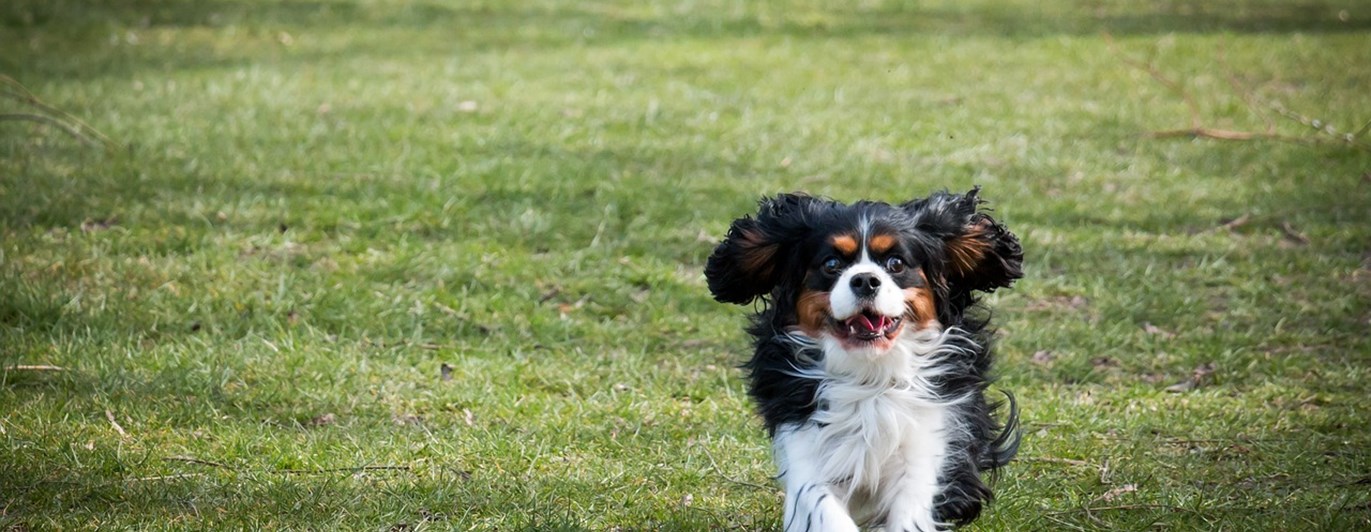 hund som springer mot kameran