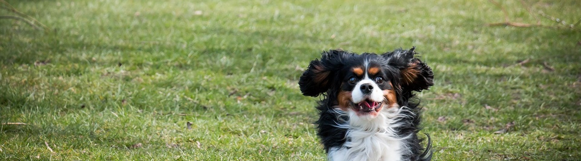 hund som springer mot kameran