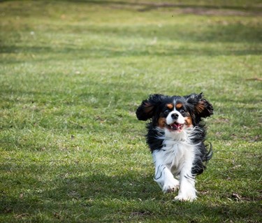 hund som springer mot kameran