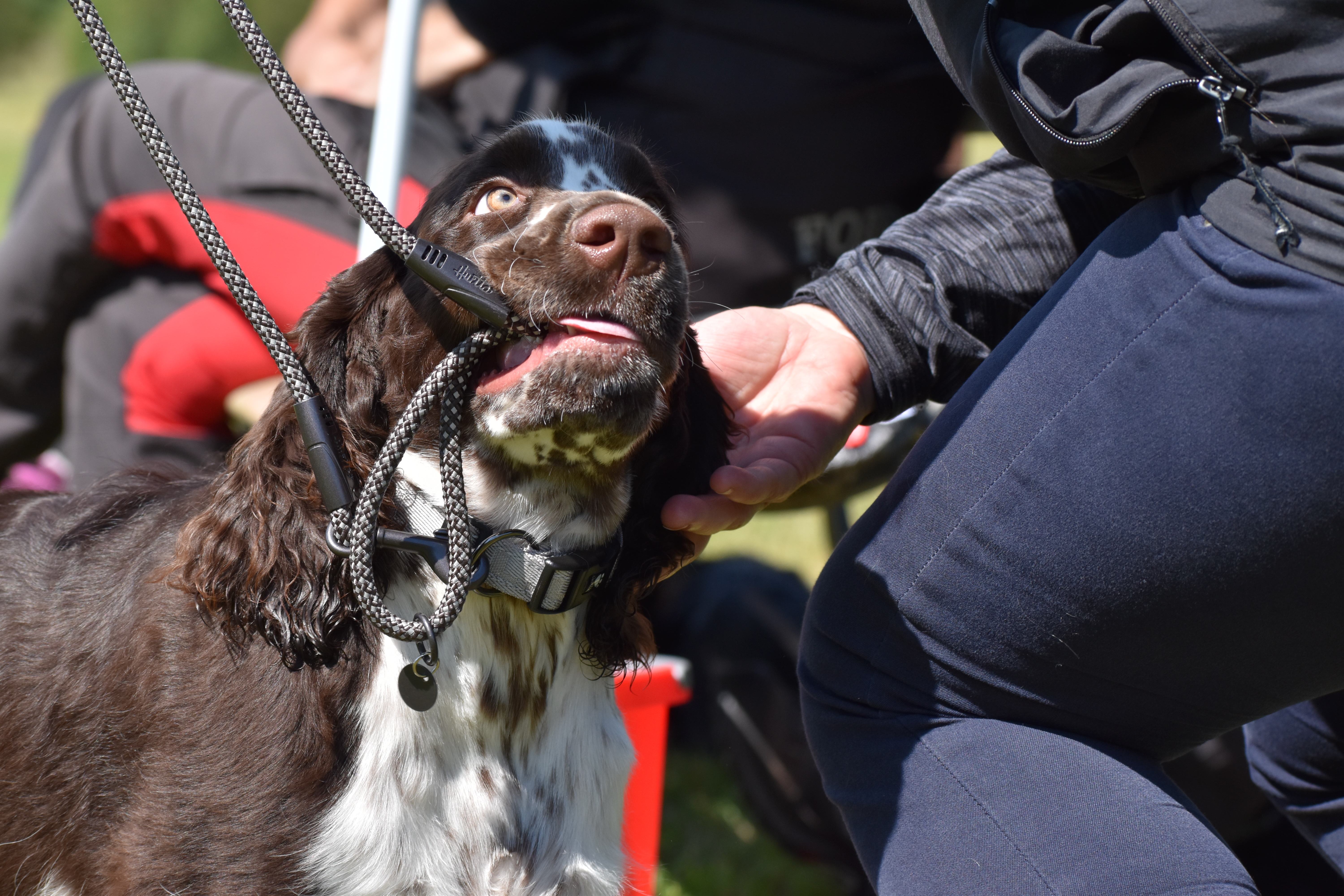 Engelsk Springer Spaniel som biter i koppel