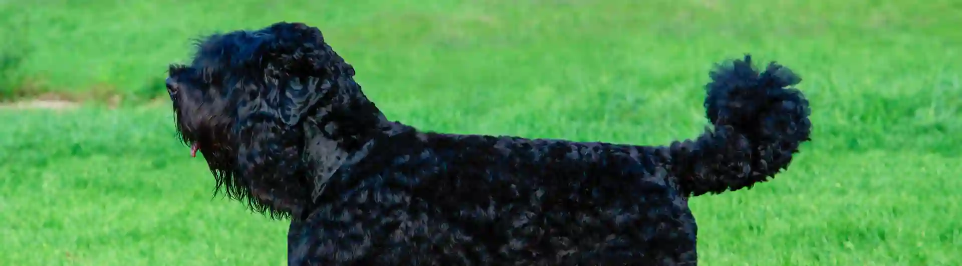 Rysk svart terrier uppställd på gräsmatta