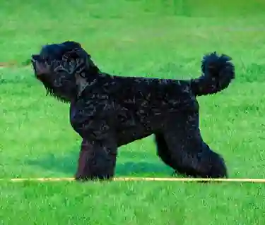 Rysk svart terrier uppställd på gräsmatta