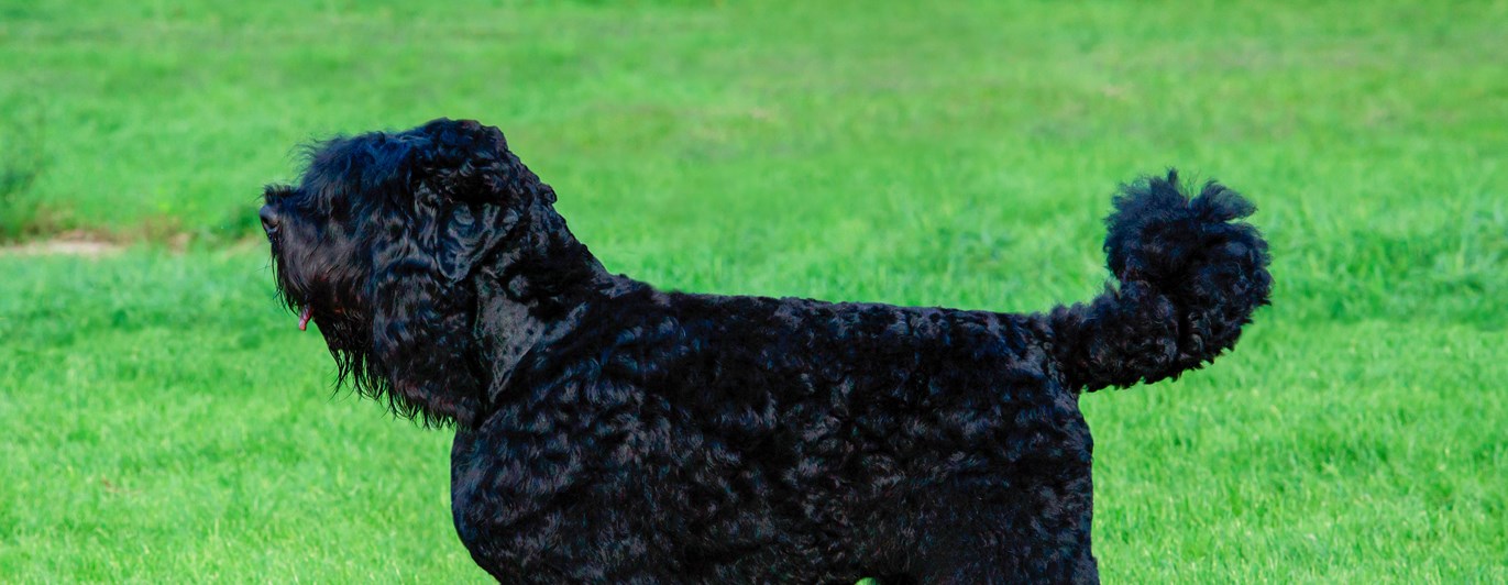 Rysk svart terrier uppställd på gräsmatta