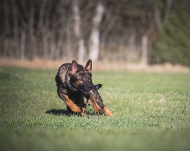Schäfer som springer