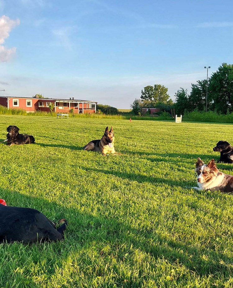 Planen på Eslövs Brukshundklubb