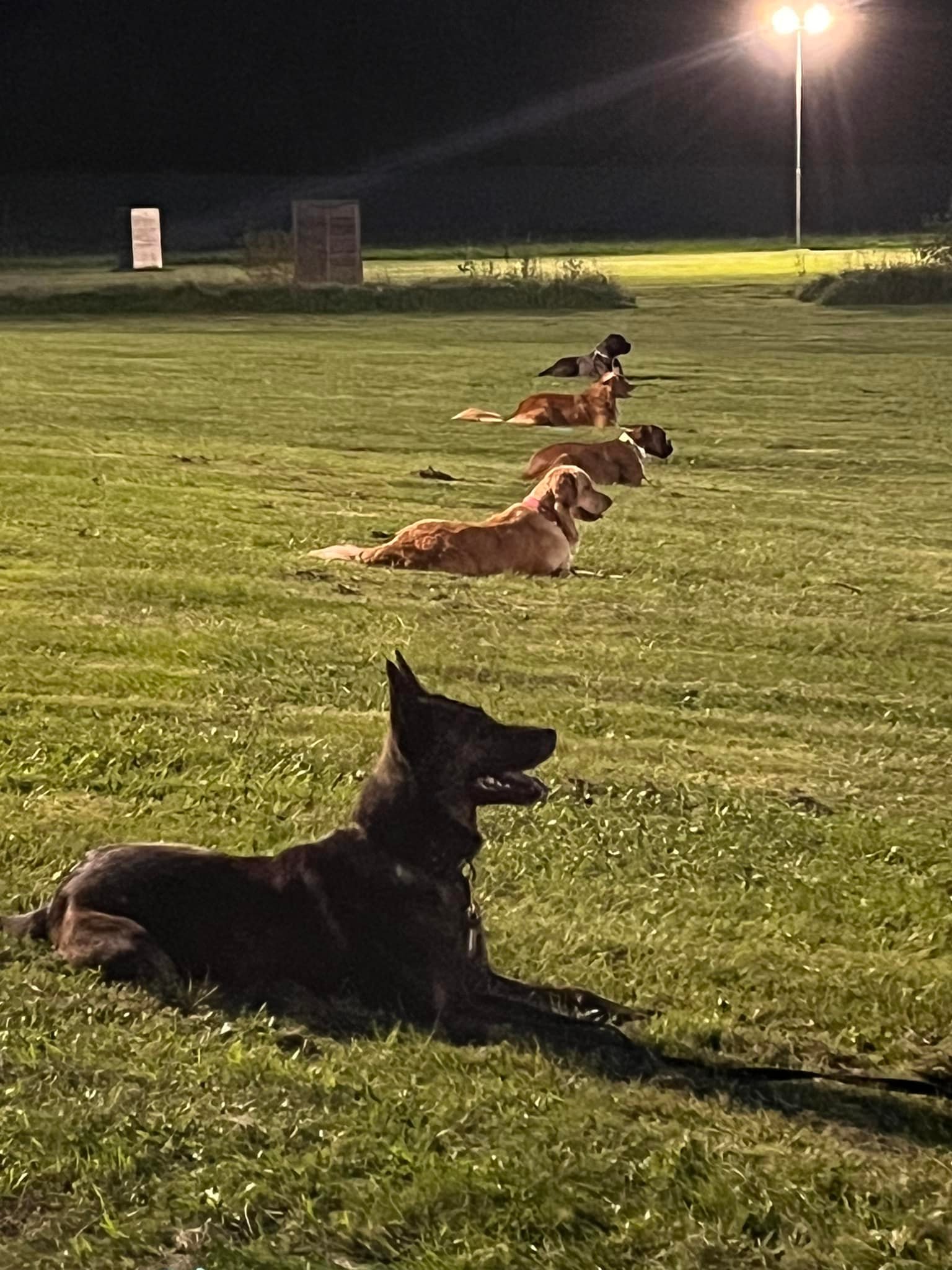 Flera hundar på rad i platsliggning
