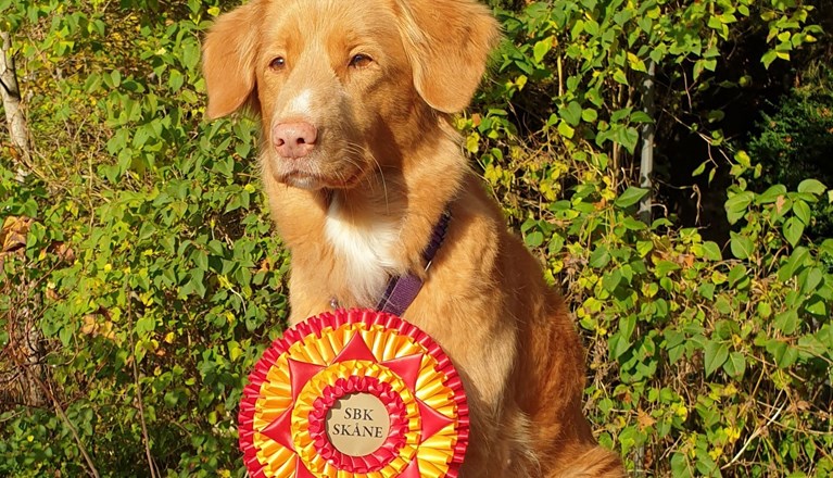 distriktsmästare 2022