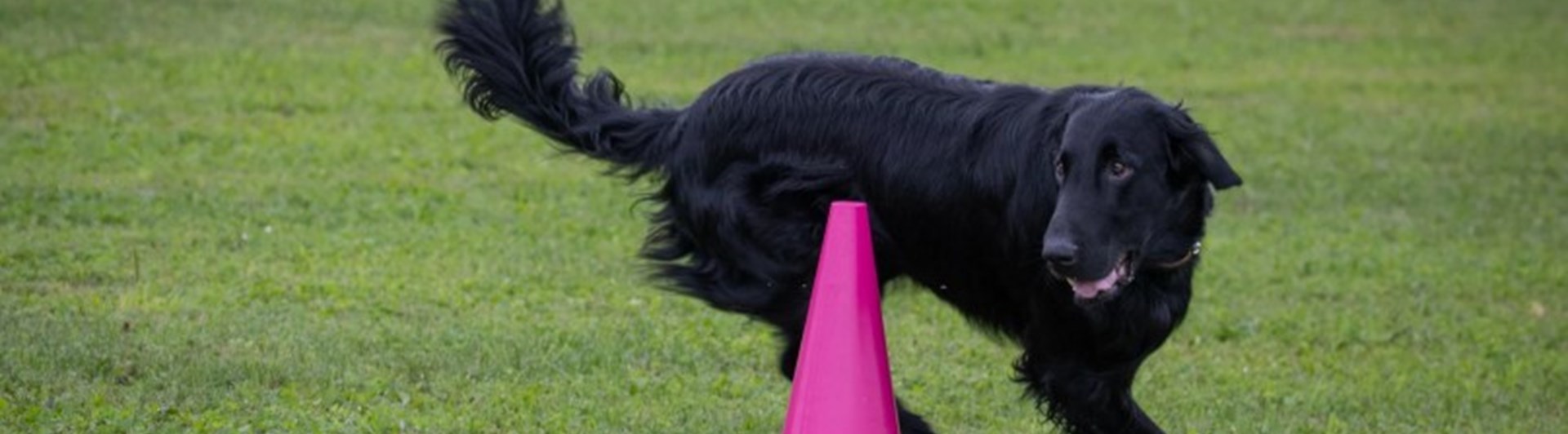 Flatcoated retriever rundar kon