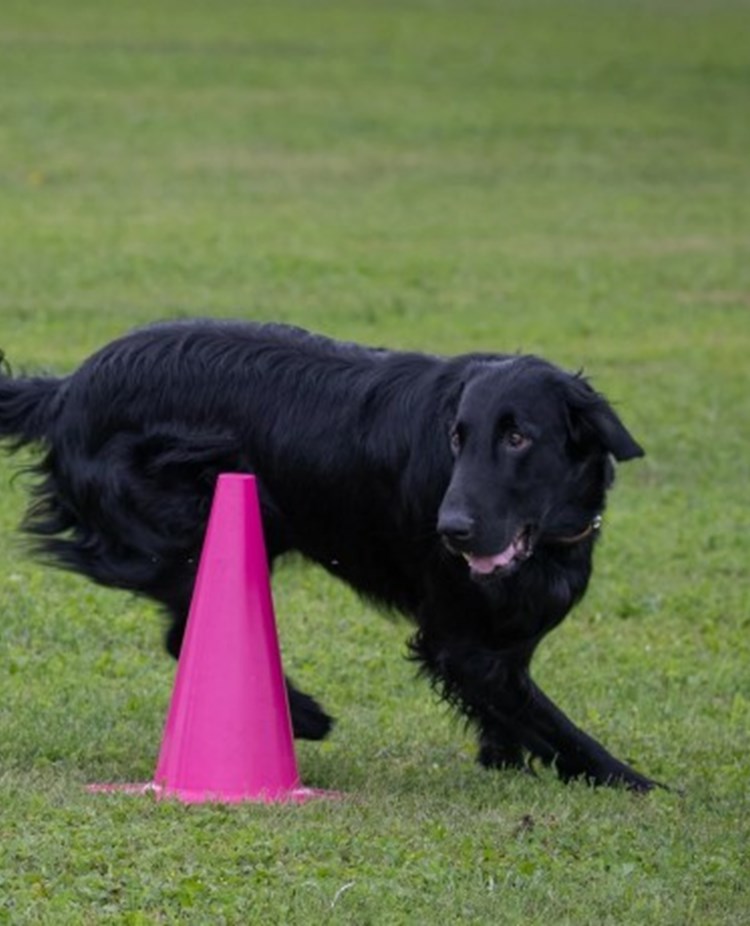 Flatcoated retriever rundar kon