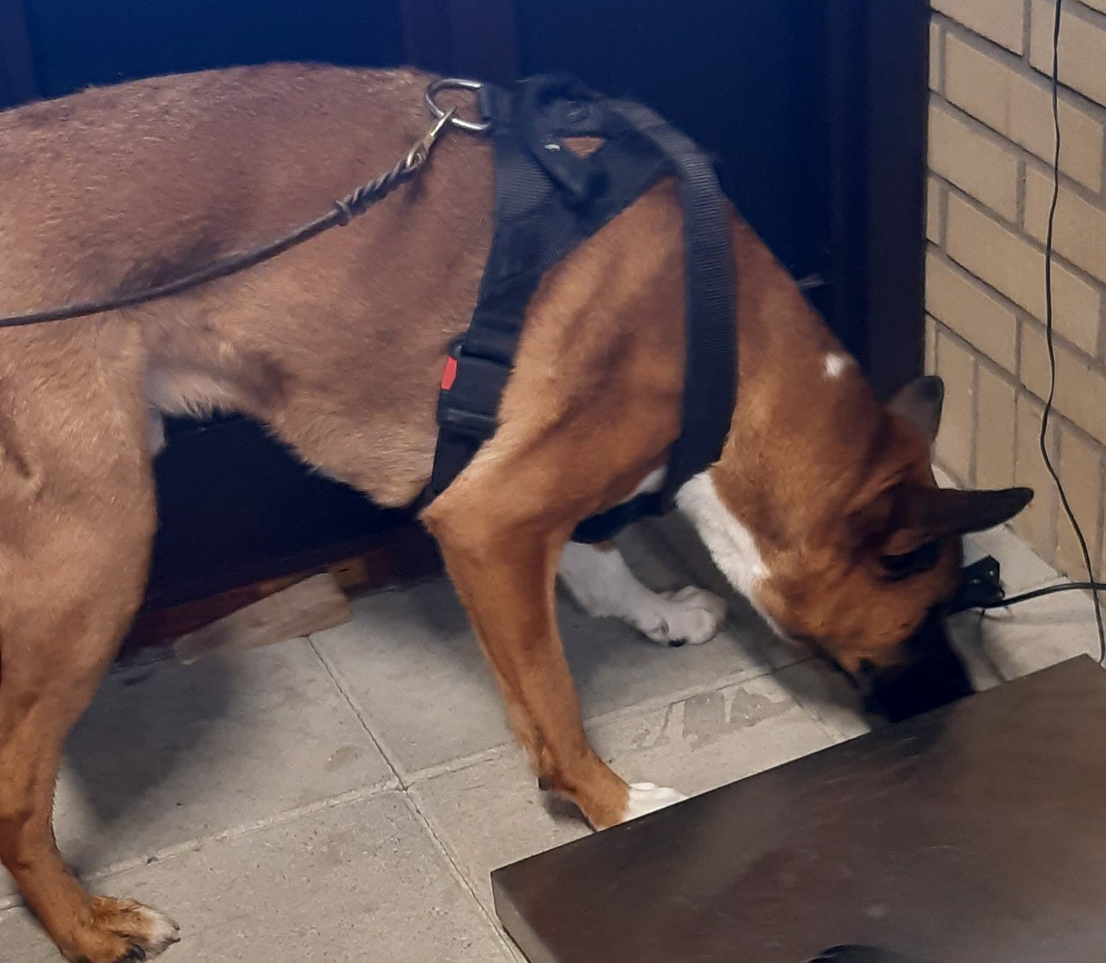 Specialsök