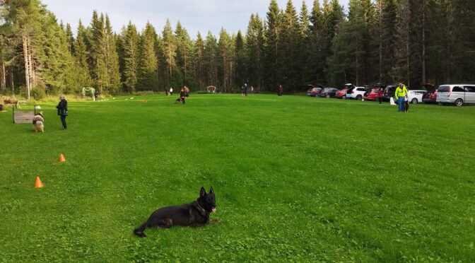 Vår träningsplats samt får kåta i Slansve