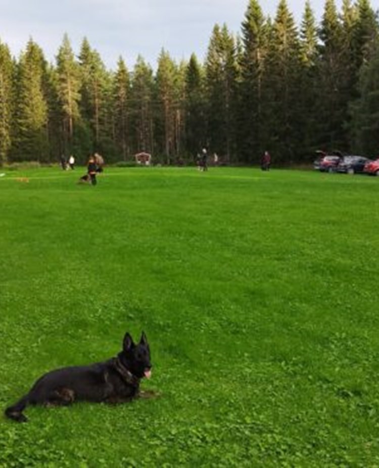 Vår träningsplats samt får kåta i Slansve