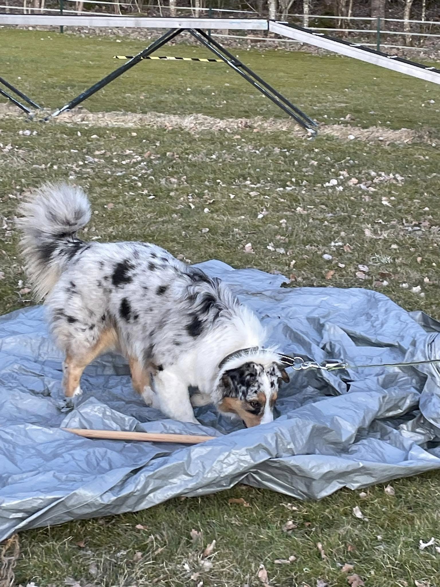 Aussie på presenning