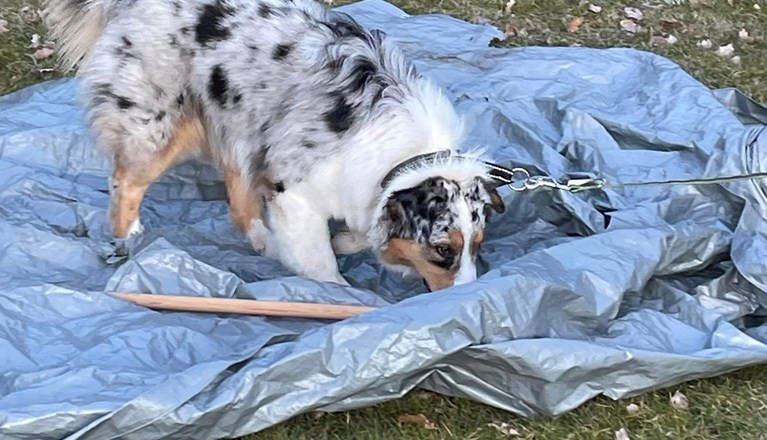 Aussie på presenning