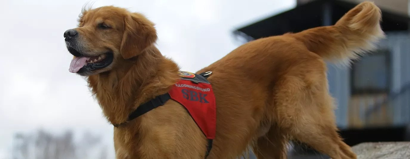 Räddningshund
