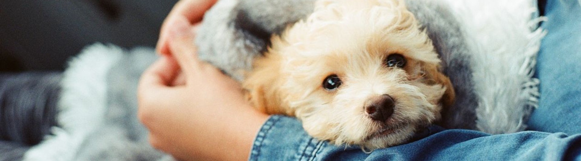 Närbild på liten ljus, lurvig, hund som ligger i en persons knä