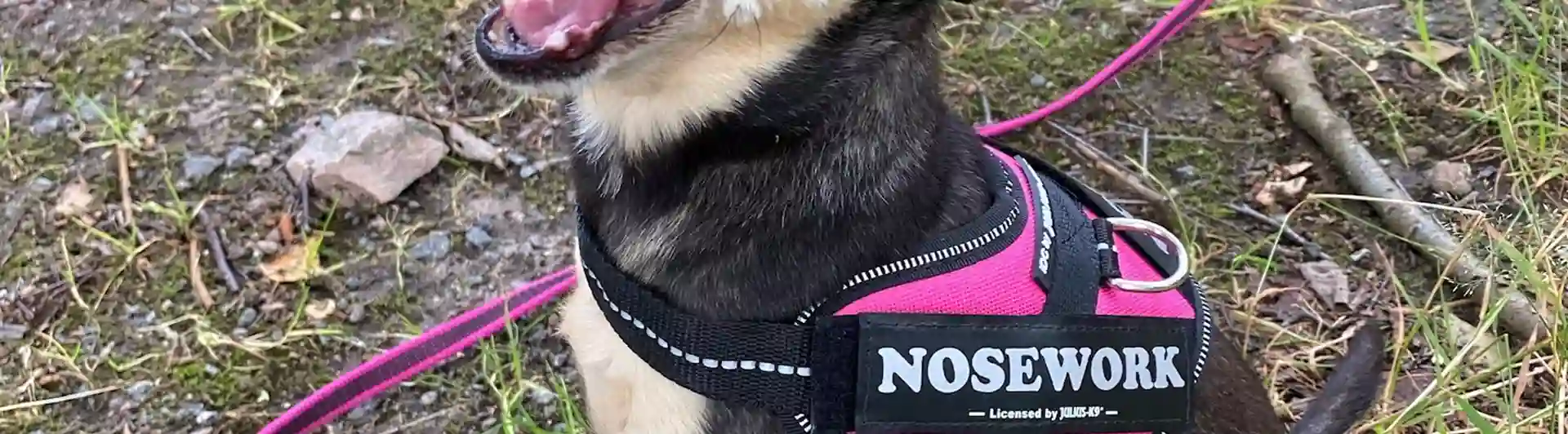 Hund med nose work sele