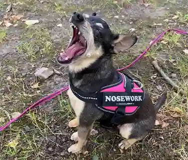 Hund med nose work sele