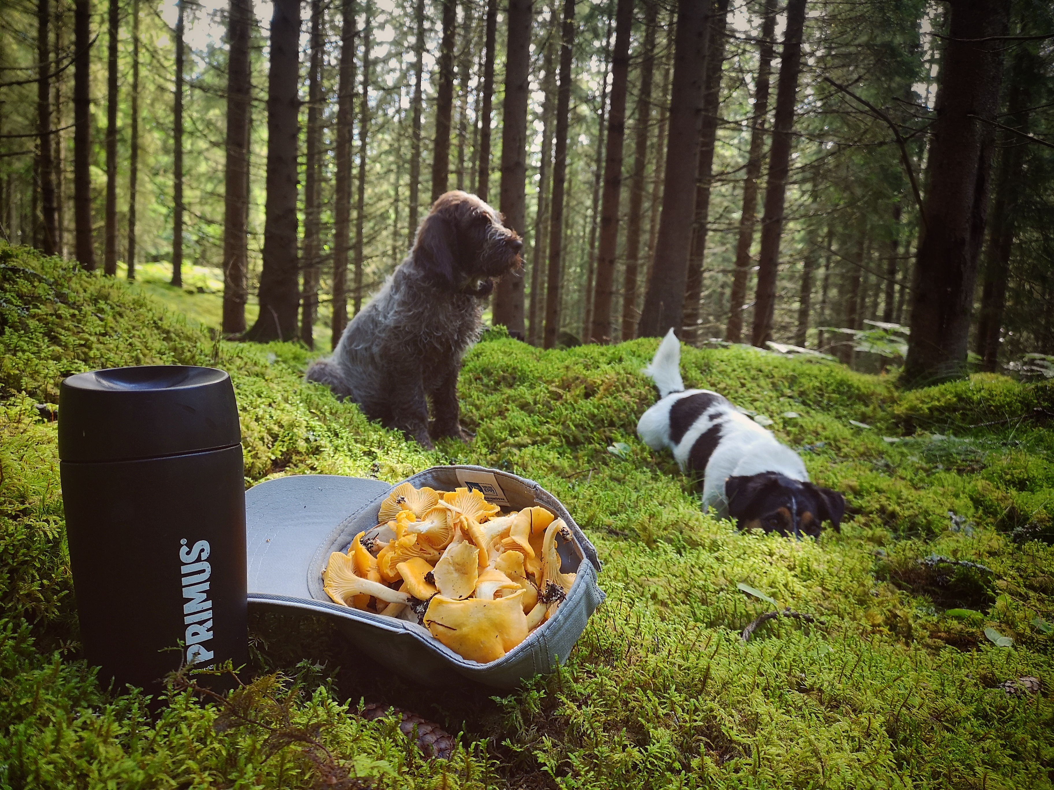 kantareller i keps och hundar