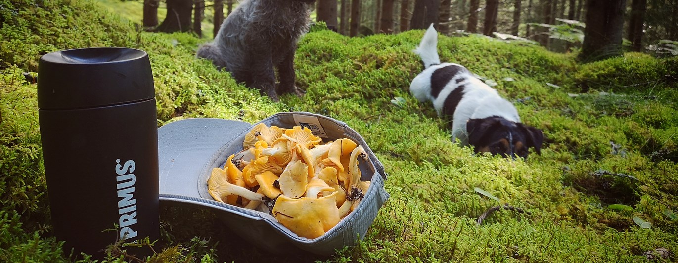 kantareller i keps och hundar