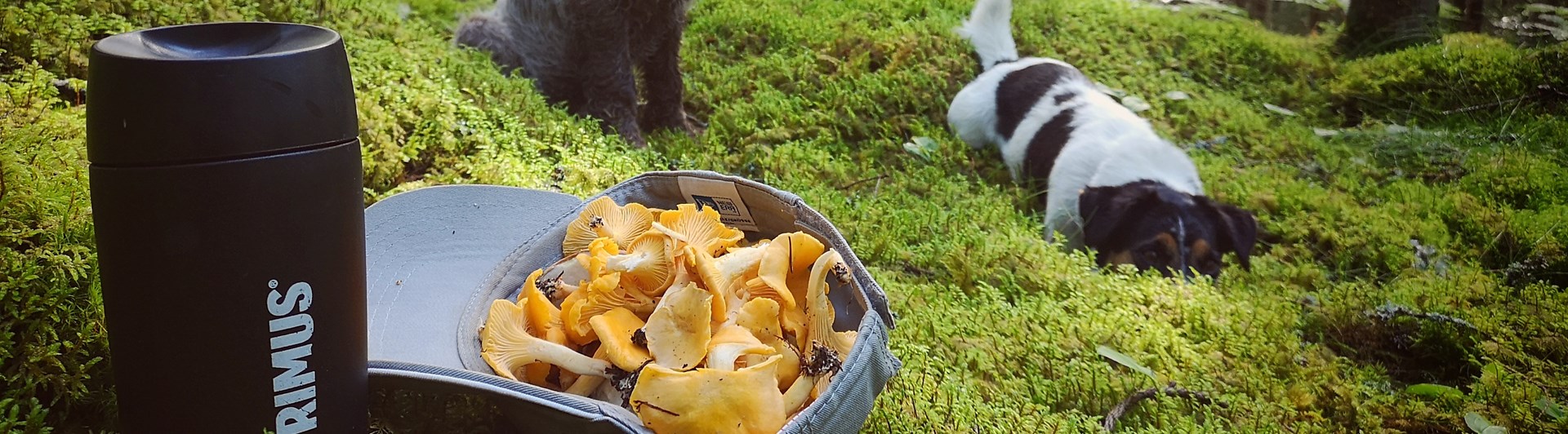 kantareller i keps och hundar