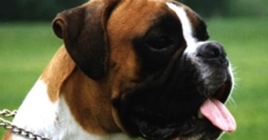 boxer