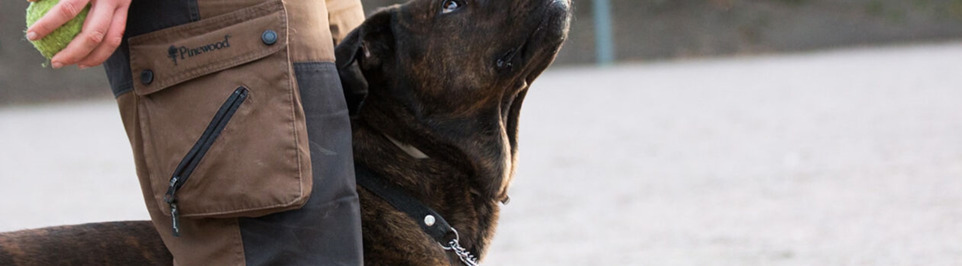 Närbild av hund av staffe-typ står i bredvid sin förares ben