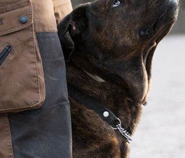 Närbild av hund av staffe-typ står i bredvid sin förares ben