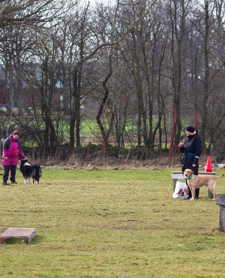 Kurs på Eslövs Brukshundklubb