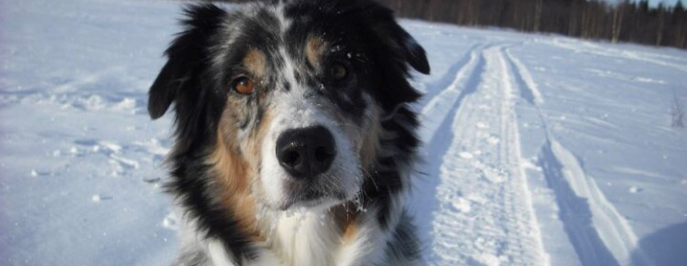 Bild på bluemerle aussie