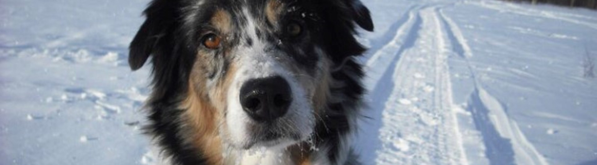 Bild på bluemerle aussie