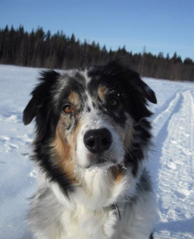 Bild på bluemerle aussie