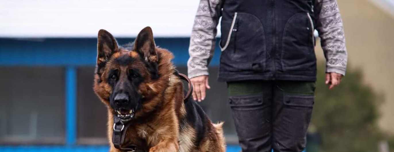 Förare och hund i skydd