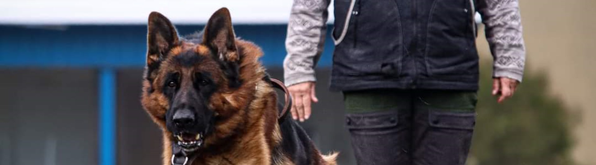 Förare och hund i skydd