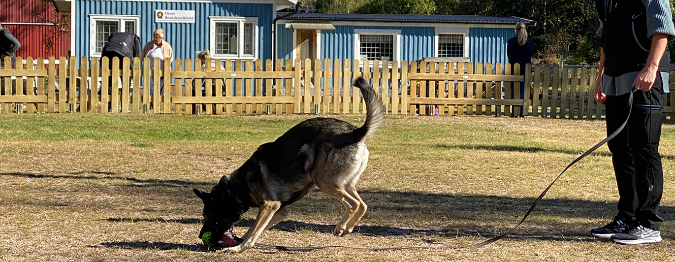 Angela och schäfern Aika tränar på Orust Brukshundklubbs appellplan. I bakgrunden syns det blå klubbhuset.