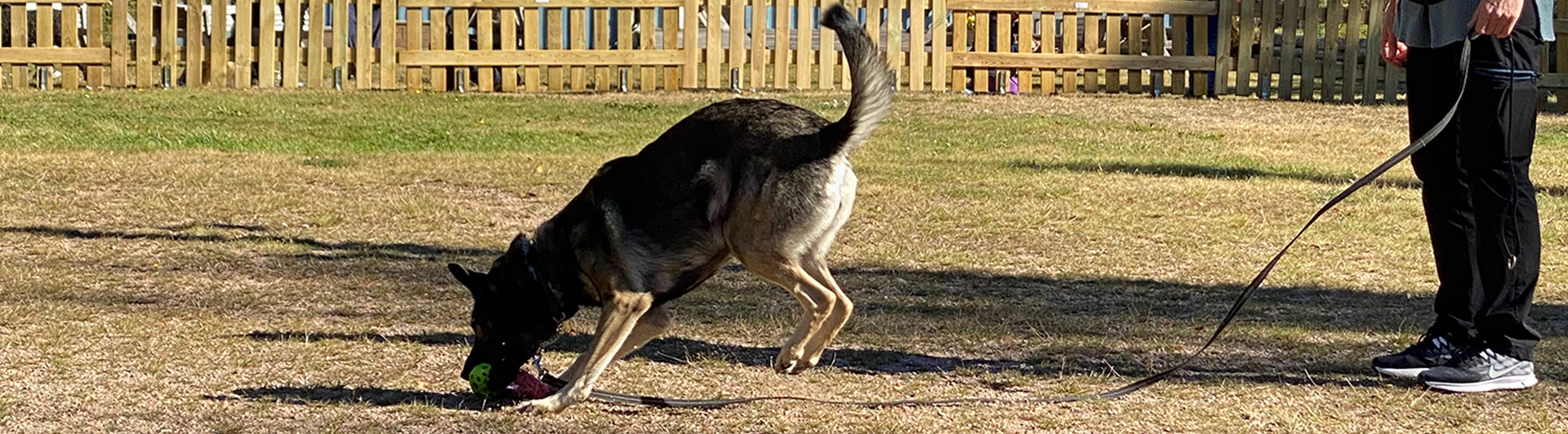 Angela och schäfern Aika tränar på Orust Brukshundklubbs appellplan. I bakgrunden syns det blå klubbhuset.