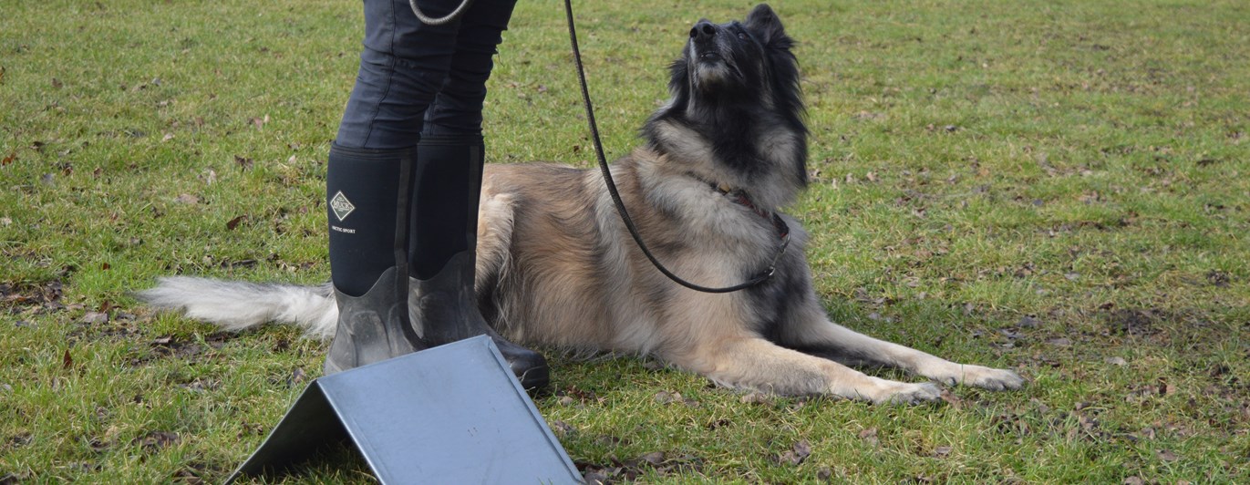Ett ekipage som utför ett rallylydnadsmoment vid en skylt.