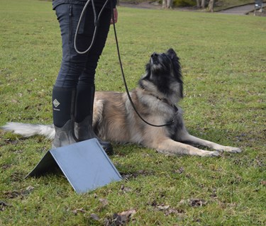 Ett ekipage som utför ett rallylydnadsmoment vid en skylt.
