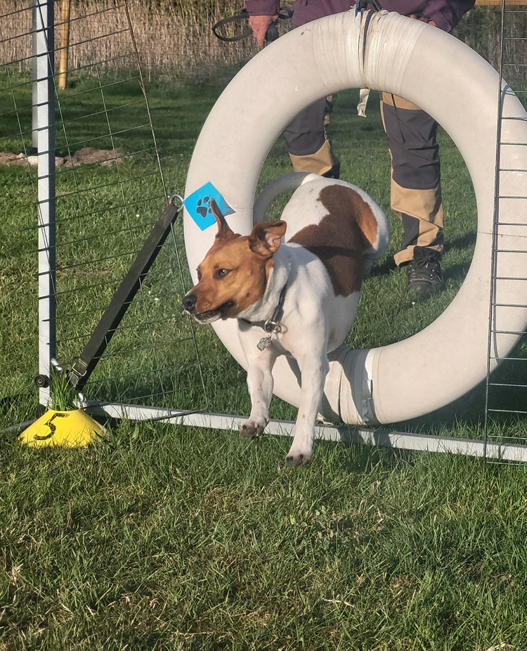 Dansksvensk gårdshund hoppar agility