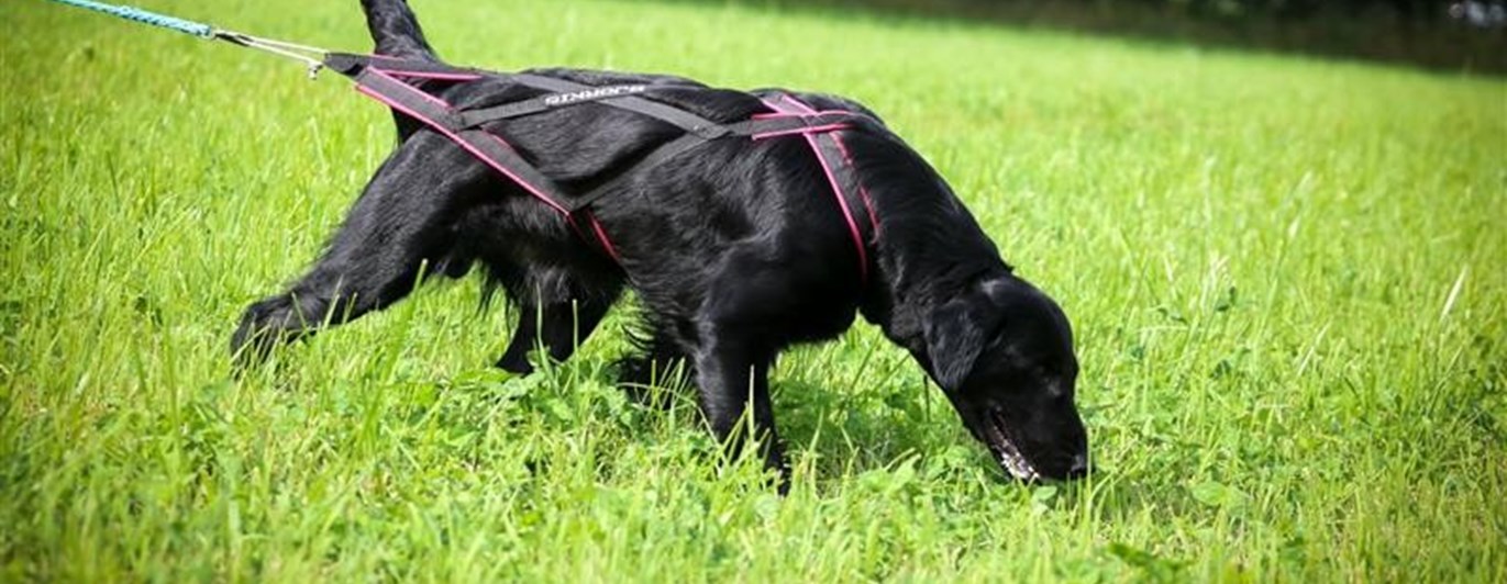 Retriever som spårar