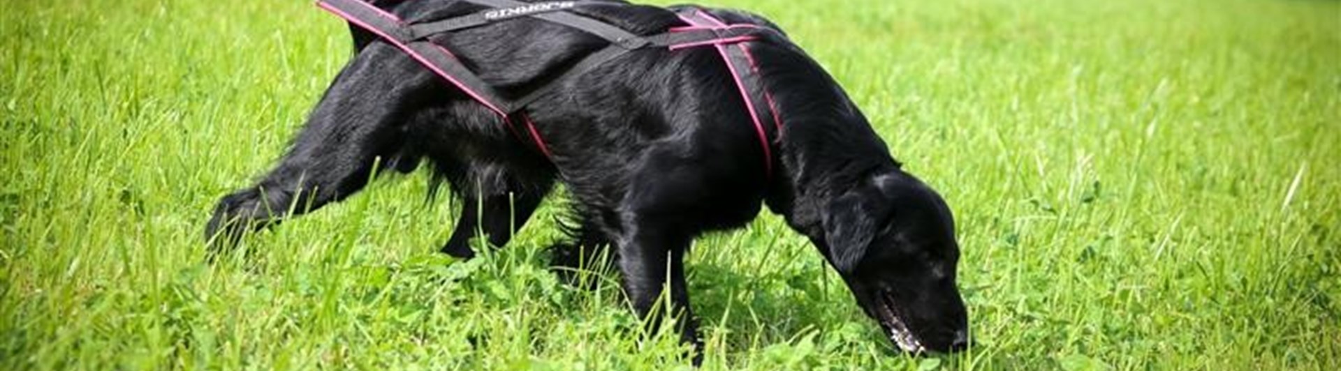 Retriever som spårar