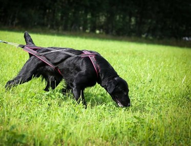 Retriever som spårar