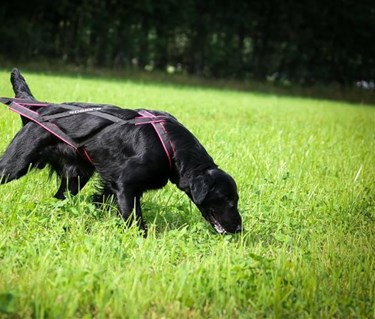 Retriever som spårar