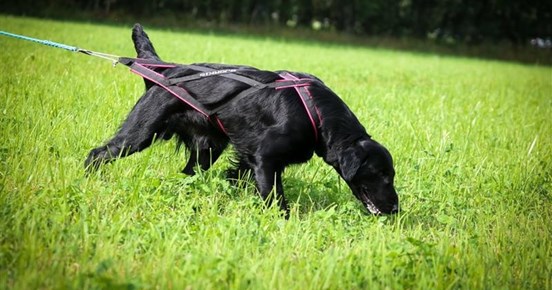 Retriever som spårar