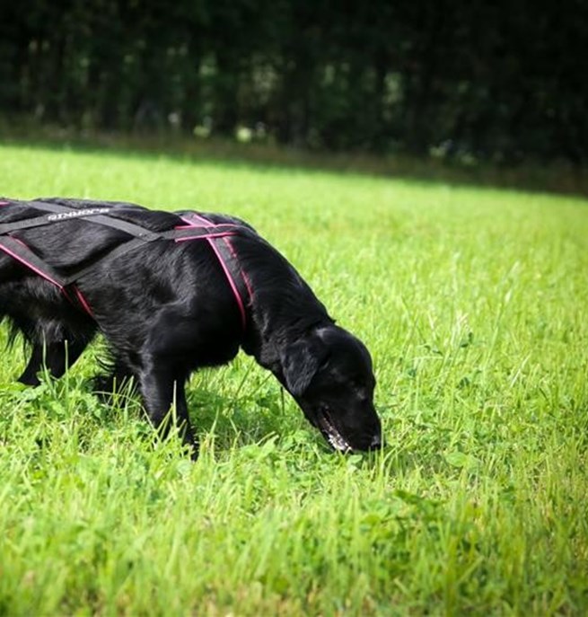 Retriever som spårar