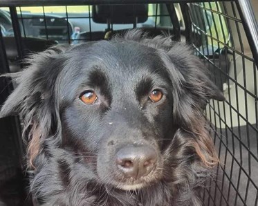 Australian Shepherd med rosett i bil