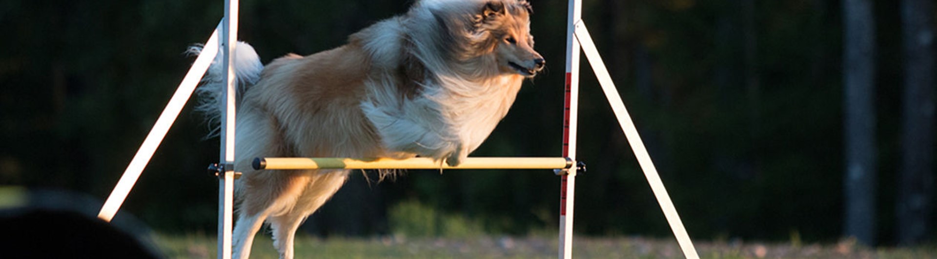 Collie hoppar över agilityhinder